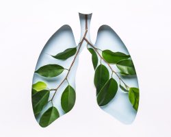 Blue Hole Lungs and green twigs as symbol of healthy lungs. World Tuberculosis Day or World Lung Day